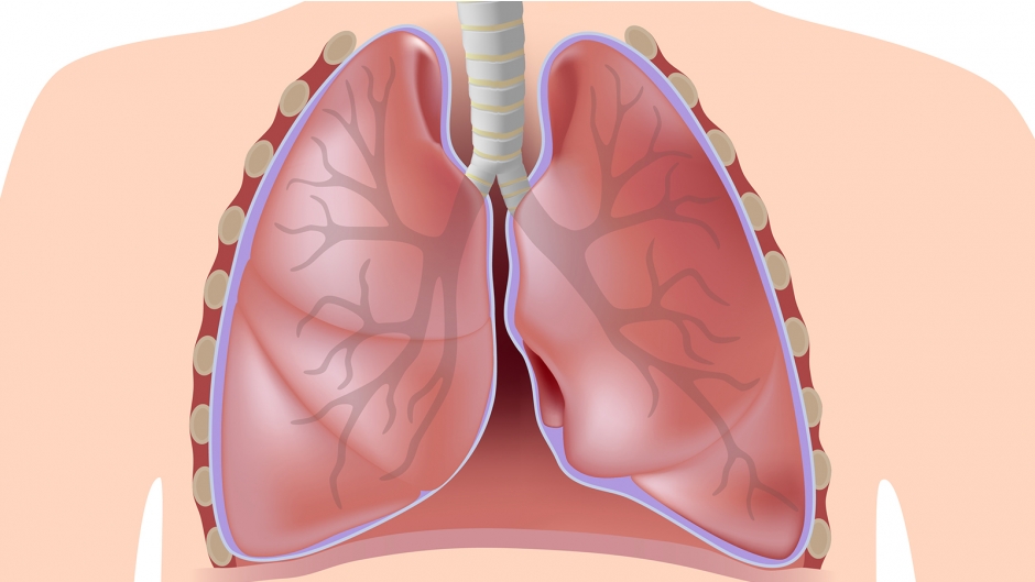 Очищение нижних дыхательных путей. Дыхательные пути. Нижние дыхательные пути. Легкие и Верхние дыхательные пути. Нижние органы дыхания.